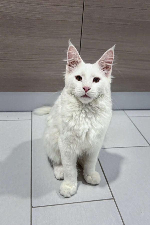 Adorable White Maine Coon kitten with fluffy fur and pointed ears, perfect companion