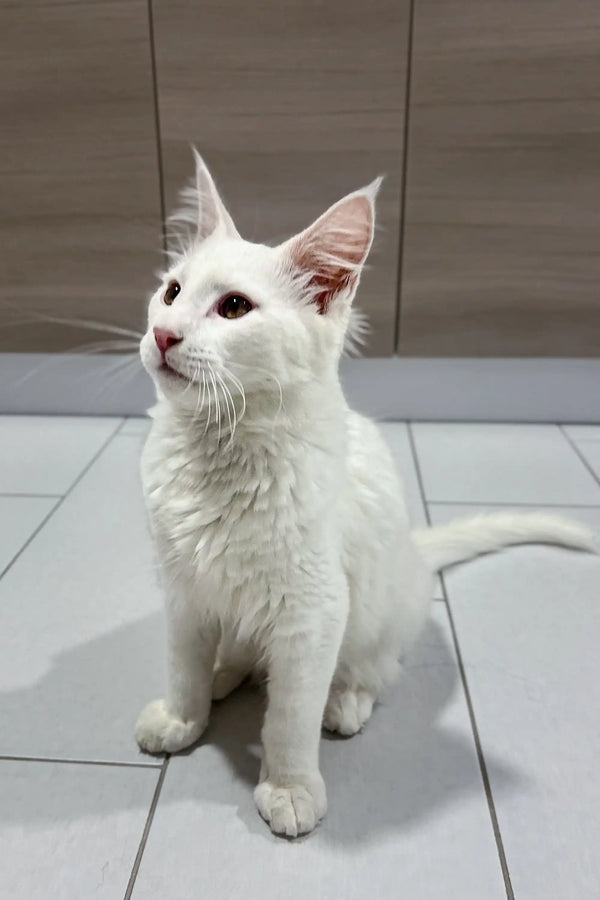 White Maine Coon kitten with alert ears and bright eyes sitting on tiled floor