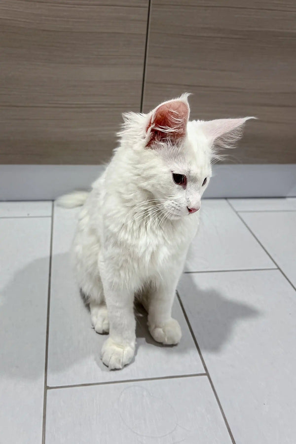 Cute White Cat with Pink Bow Sitting on Tiled Floor | Casper the Maine Coon Kitten
