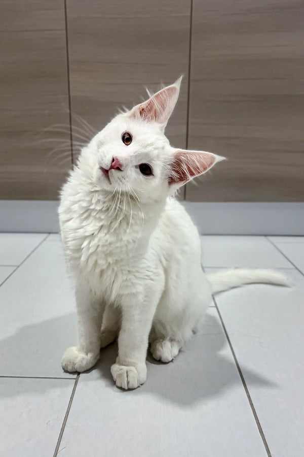 White Maine Coon kitten with pink ears and red eyes lounging on tiled floor