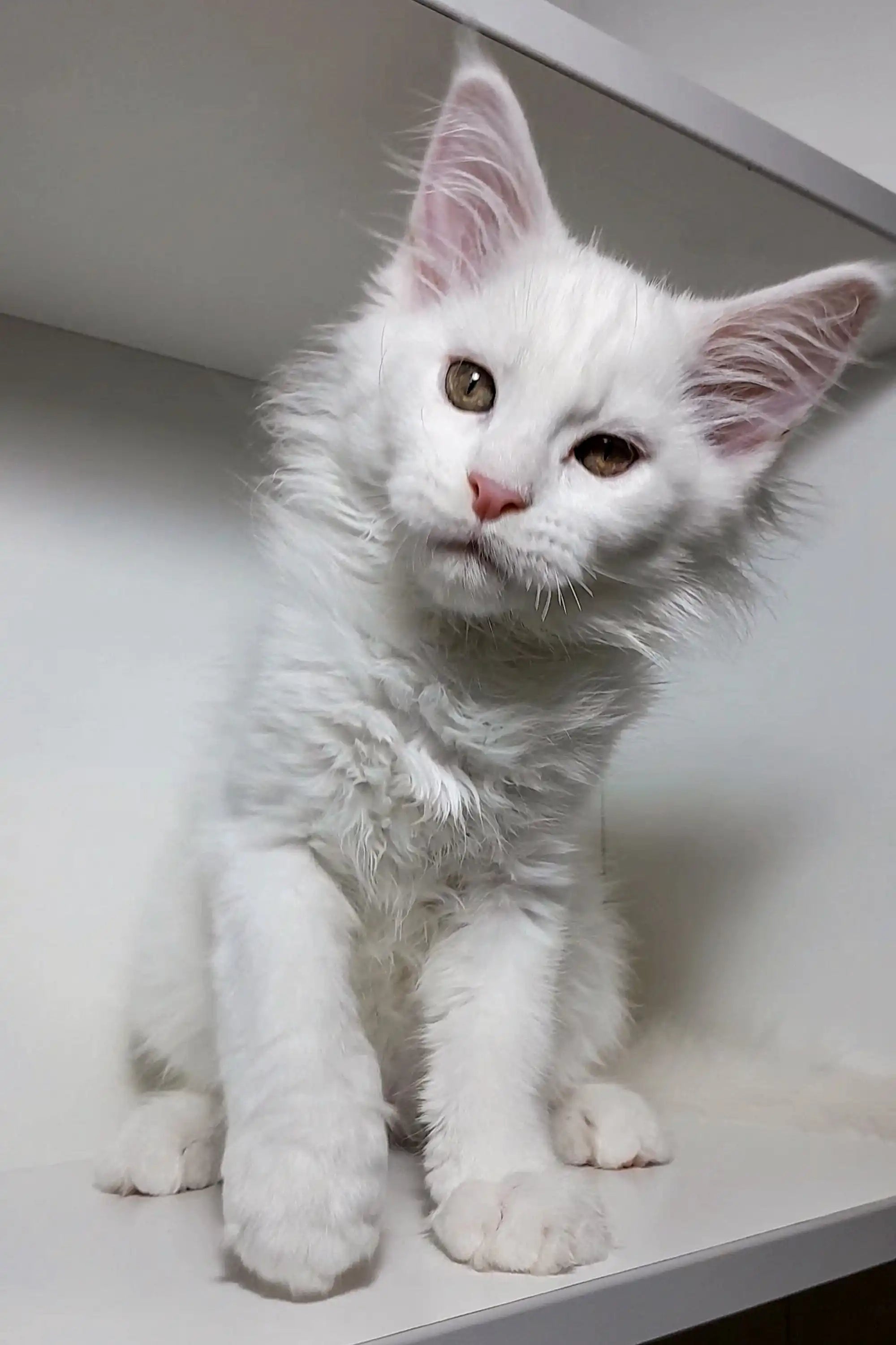 Maine Coon Kittens for Sale Casper | Kitten