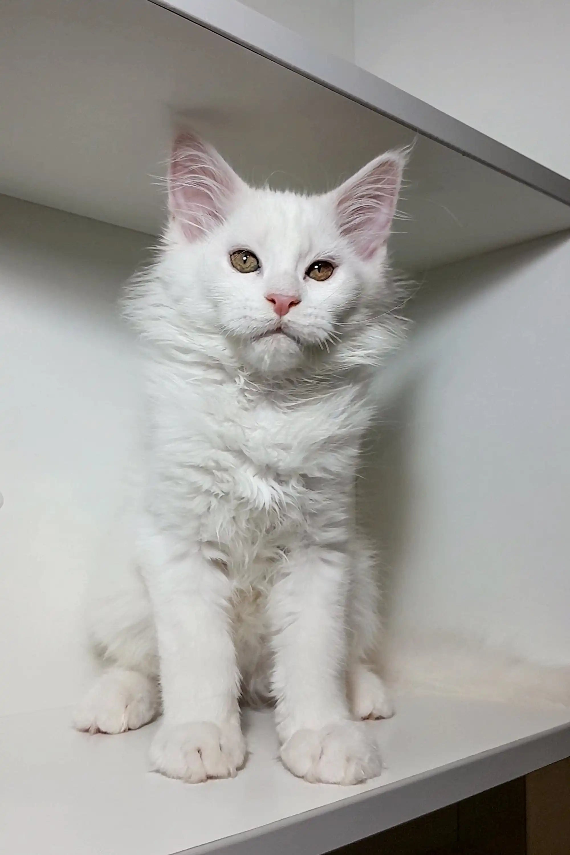 Maine Coon Kittens for Sale Casper | Kitten