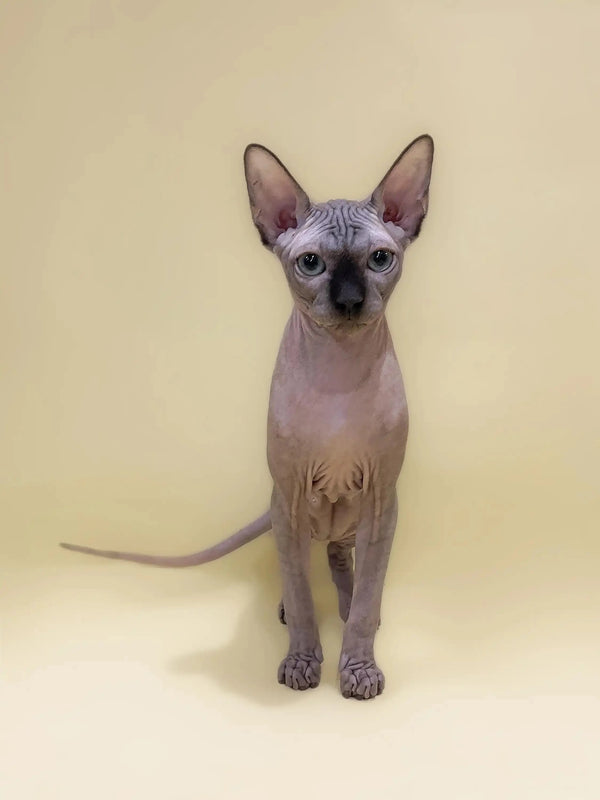 Cute Hairless Sphynx kitten named Casper with big ears and wrinkled skin
