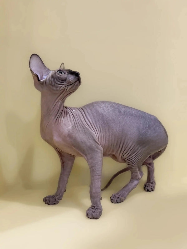 Hairless Sphynx kitten with wrinkled skin standing alert, representing Casper