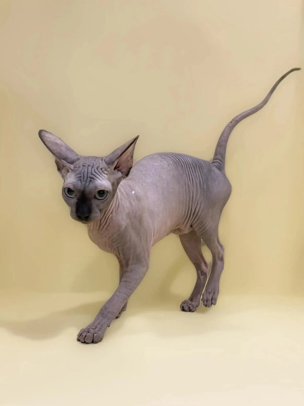 Cute Hairless Sphynx kitten Casper showing off its wrinkled skin and big ears