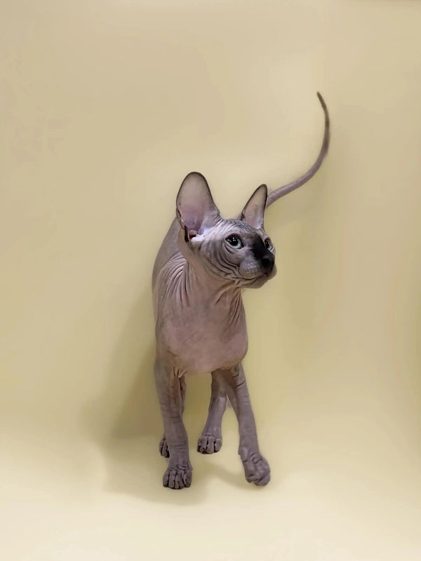 Cute Hairless Sphynx kitten Casper with big ears and a long tail ready for cuddles