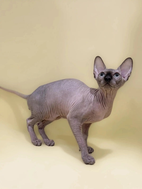 Adorable Hairless Sphynx Kitten Casper with big ears and cute wrinkled skin