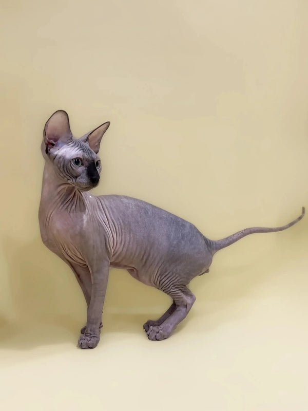 Hairless Sphynx kitten named Casper with wrinkled skin and big ears