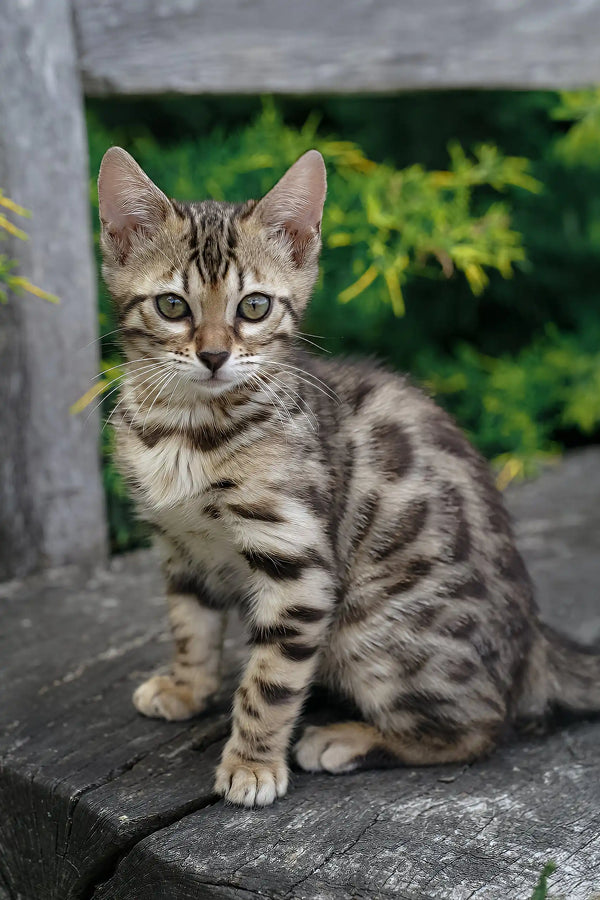 Cassandra | bengal kitten