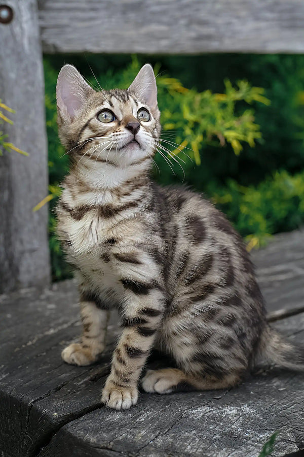 Cassandra | bengal kitten