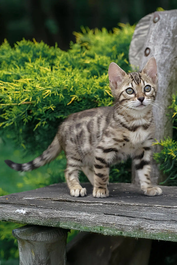 Cassandra | bengal kitten