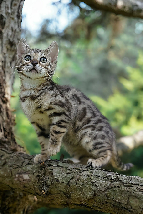 Cassandra | bengal kitten