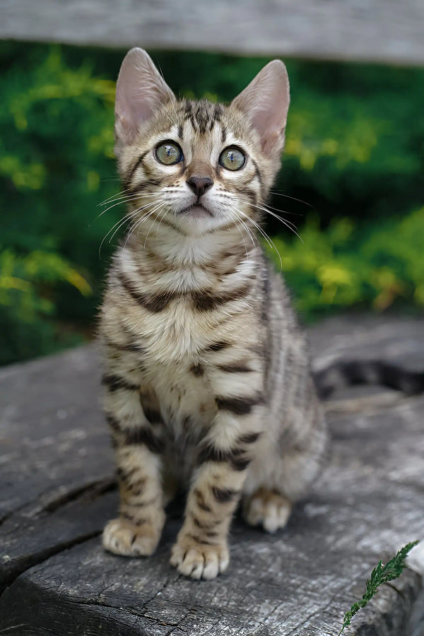 Cassandra | bengal kitten
