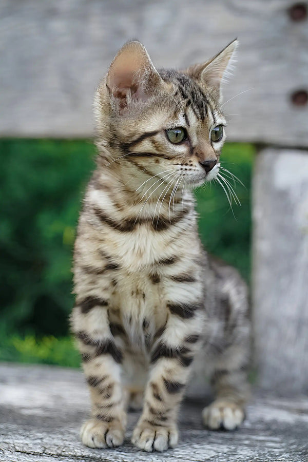 Cassandra | bengal kitten