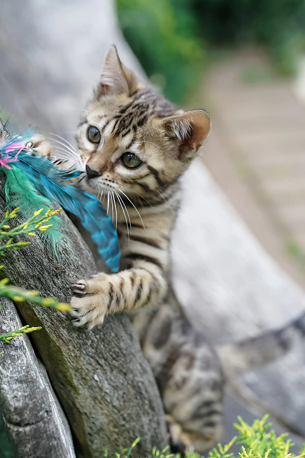 Cassandra | bengal kitten