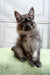 Fluffy gray Maine Coon kitten with bright eyes and alert ears from Cassandra