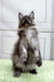 Fluffy gray Maine Coon kitten sitting upright with paws raised, looking adorable