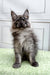 Fluffy gray Maine Coon kitten with big ears sitting upright, super cute and playful