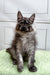 Fluffy gray Maine Coon kitten with big ears sitting on a green surface