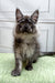 Fluffy gray Maine Coon kitten with ear tufts looking alert for Cassandra product