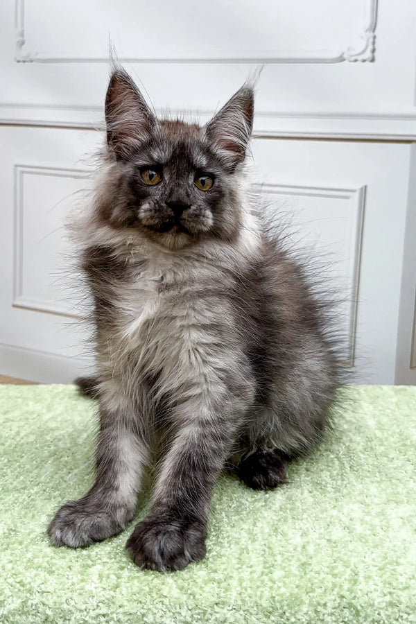 Fluffy gray Maine Coon kitten with alert ears and bright eyes sitting upright