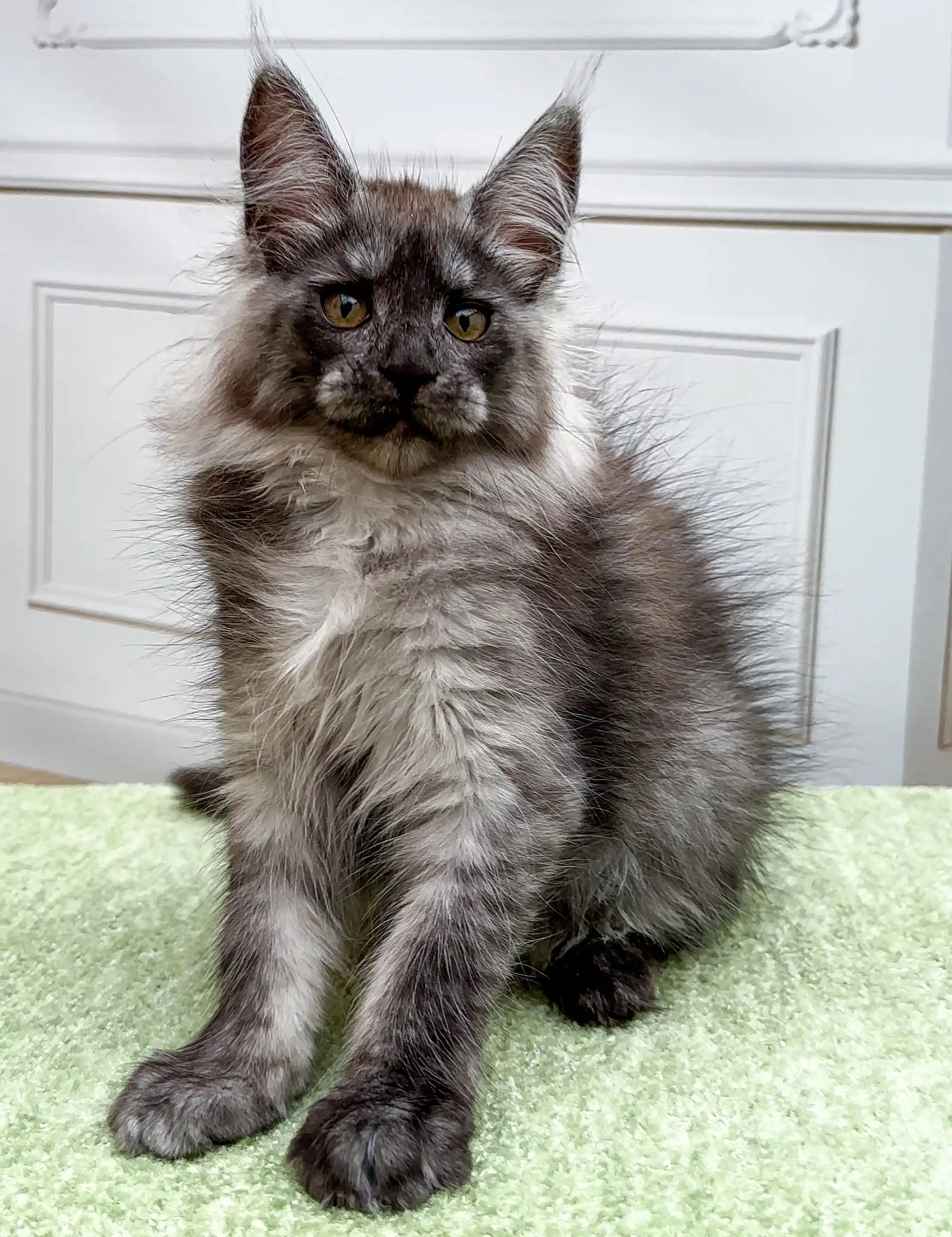 Maine Coon Kittens for Sale Cassandra | Kitten