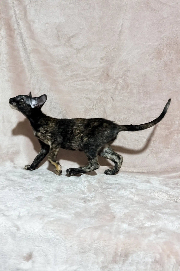 Cassia | oriental shorthair kitten