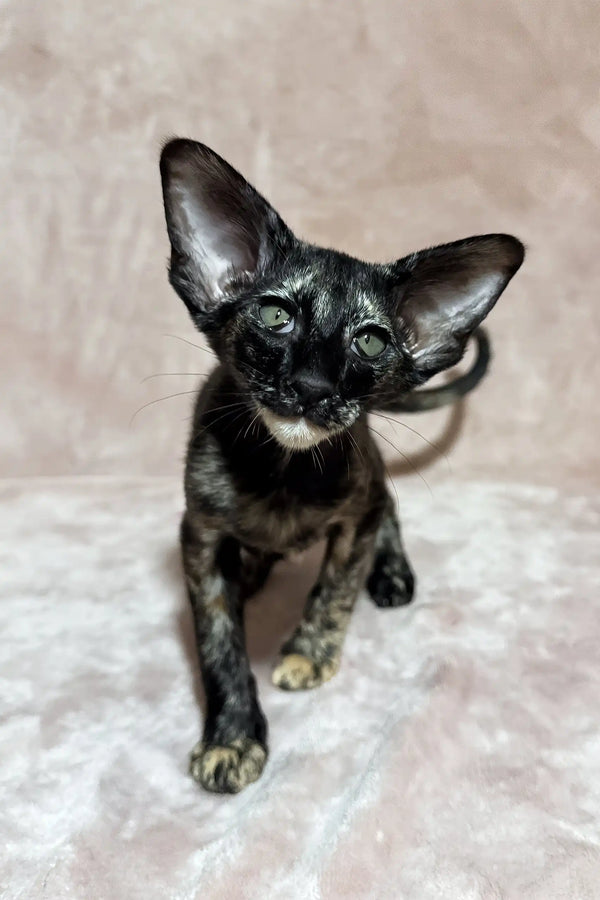Cassia | oriental shorthair kitten