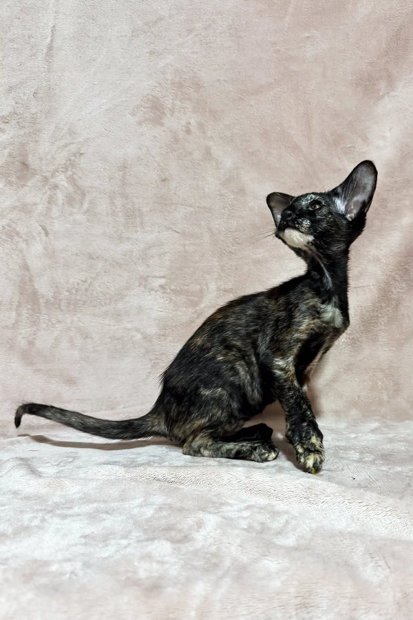 Cassia | oriental shorthair kitten