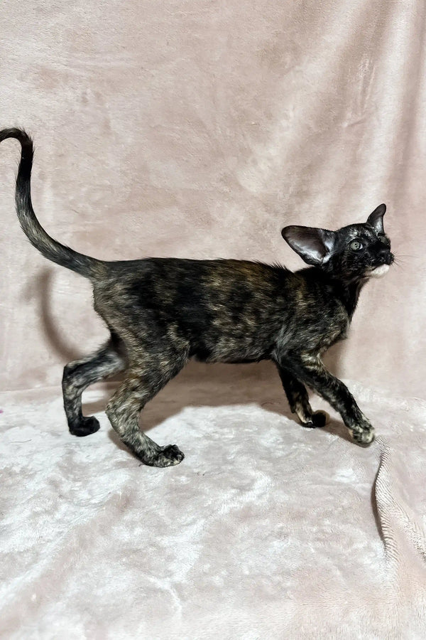 Cassia | oriental shorthair kitten