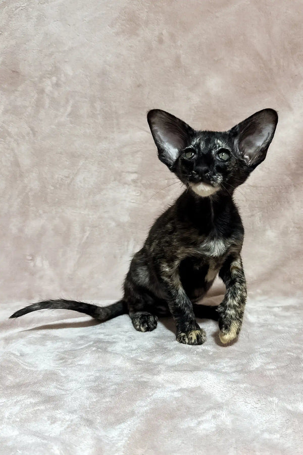 Cassia | oriental shorthair kitten
