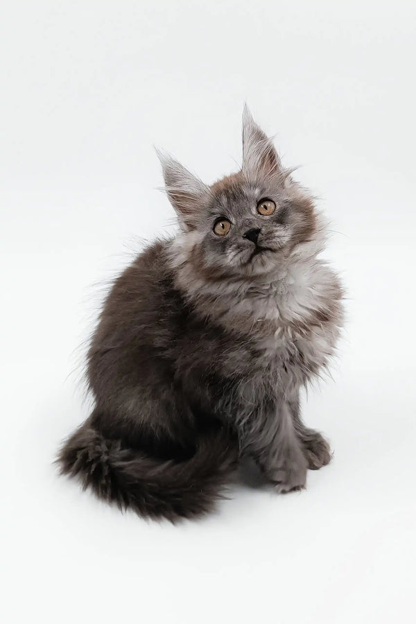 Gray Maine Coon kitten named Cassie looking adorable and playful