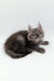 Gray Maine Coon kitten named Cassie, super cute and playful