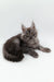 Gray Maine Coon kitten named Cassie showcasing her fluffy cuteness and playful vibe