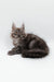 Adorable Gray Maine Coon kitten named Cassie ready to be your new best friend