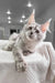 Adorable Silver Tabby Maine Coon Kitten named Cassy, perfect for your new furry friend