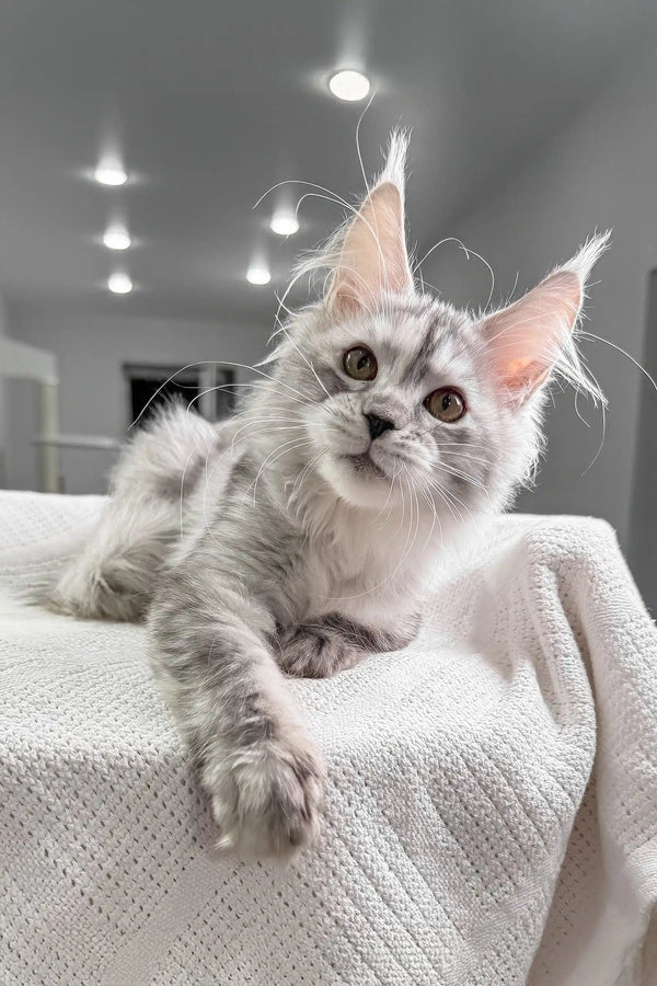 Silver Tabby Maine Coon Kitten named Cassy, adorable and fluffy