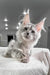 Cute Silver Tabby Maine Coon Kitten named Cassy ready for adoption