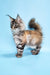 Adorable Maine Coon kitten with tufted ears in the Catrina product line