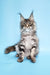 Adorable Maine Coon kitten Catrina ready for cuddles and playtime fun