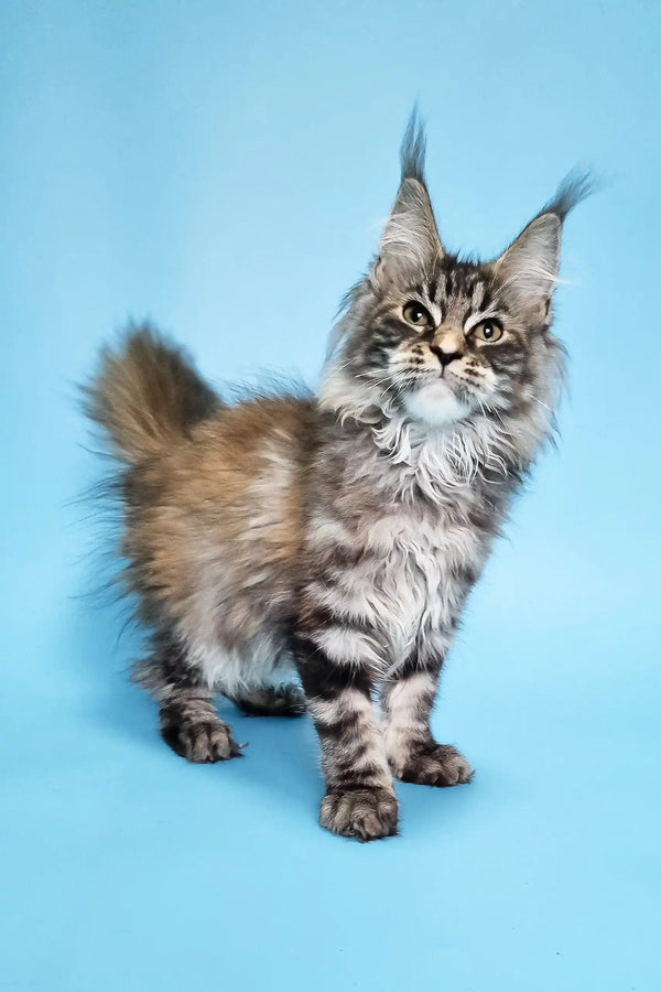 Adorable Maine Coon kitten with tufted ears featured in Catrina product