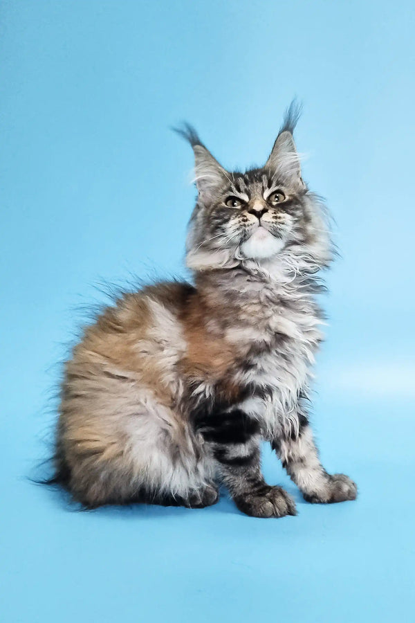 Fluffy Maine Coon kitten named Catrina ready to steal your heart