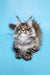 Fluffy Maine Coon kitten named Catrina ready to be your new furry friend!