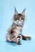 Fluffy gray tabby Maine Coon kitten named Catrina ready for cuddles and playtime