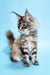 Gray tabby Maine Coon kitten named Catrina ready to steal your heart