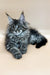 Long-haired gray tabby Maine Coon kitten with tufted ears lying down