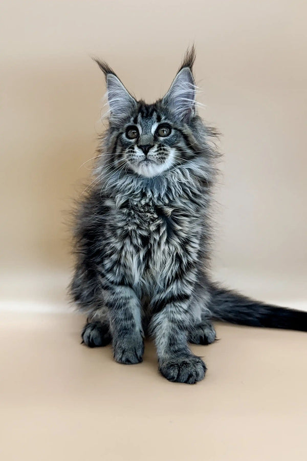 Maine Coon kitten Cecelia with striking blue eyes and fluffy silver-gray coat