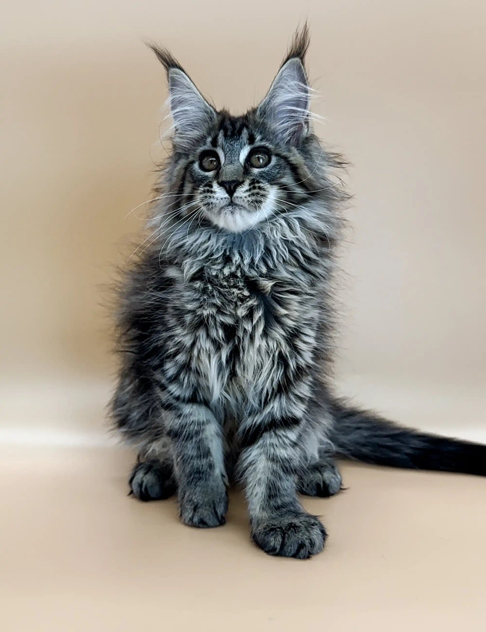 Maine Coon Kittens for Sale Cecelia | Kitten