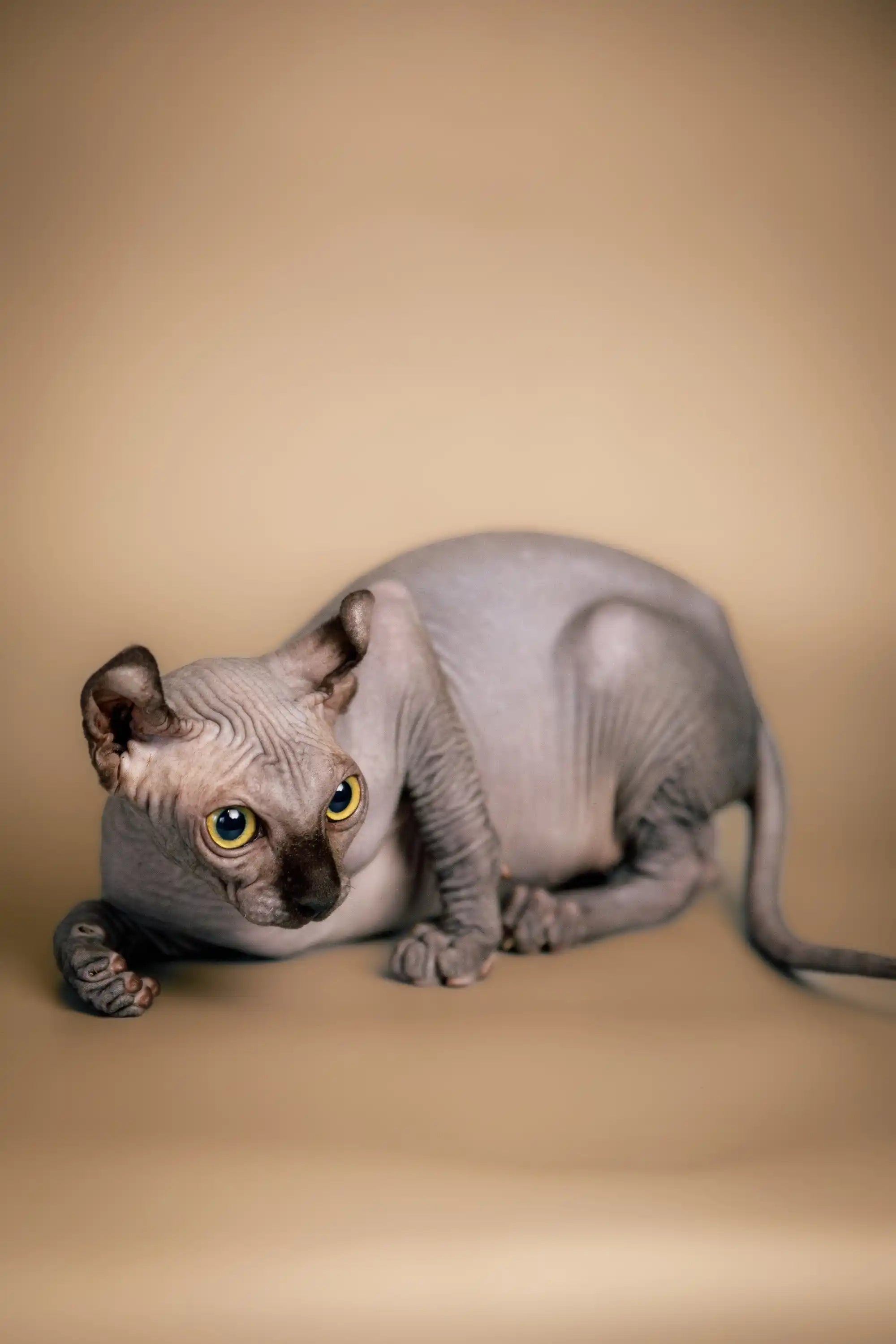 Hairless Sphynx Cats & Kittens for Sale Cecil | Elf Kitten
