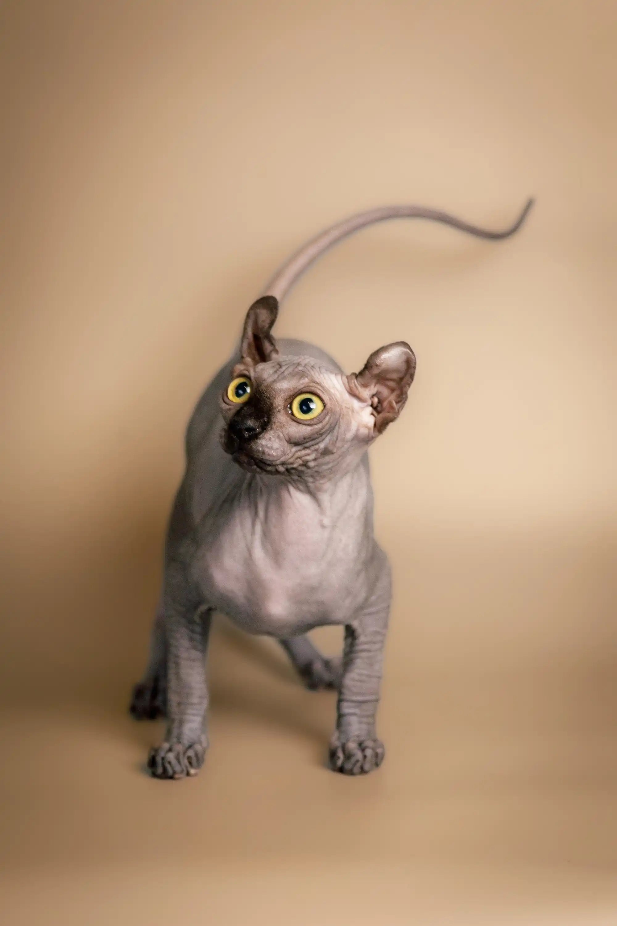 Hairless Sphynx Cats & Kittens for Sale Cecil | Elf Kitten